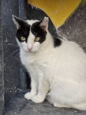 Apple, Europäisch Kurzhaar - Katze