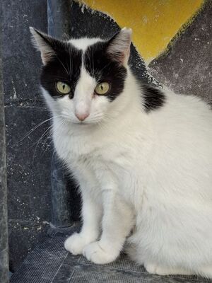 Apple, Europäisch Kurzhaar - Katze