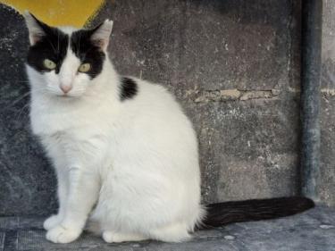 Apple (geb. Januar 2020), EKH - Katze