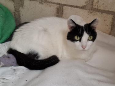 Apple (geb. Januar 2020), EKH - Katze