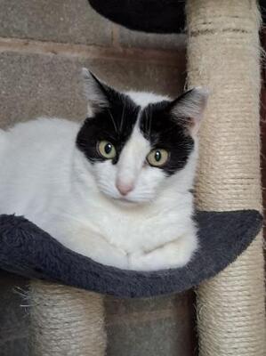 Apple (geb. Januar 2020), EKH - Katze