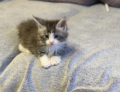 Aragon, Maine coon Jungtier - Kater