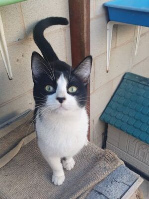 Aramis, Europäisch Kurzhaar - Kater