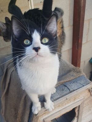 Aramis, Europäisch Kurzhaar - Kater