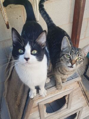 Aramis, Europäisch Kurzhaar - Kater