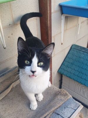 Aramis, Europäisch Kurzhaar - Kater