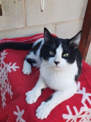 Aramis, Europäisch Kurzhaar - Kater