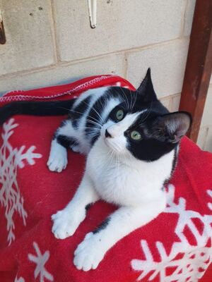 Aramis, Europäisch Kurzhaar - Kater