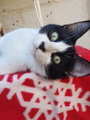 Aramis, Europäisch Kurzhaar - Kater