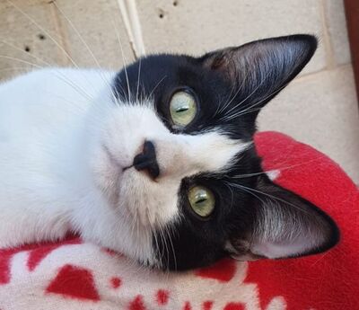 Aramis, Europäisch Kurzhaar - Kater