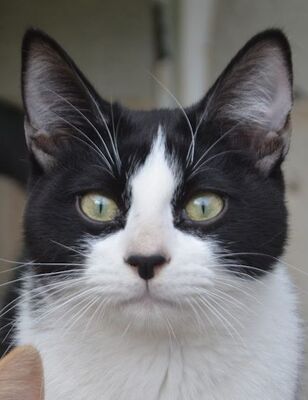 Aramis, Europäisch Kurzhaar - Kater