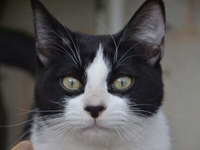 Aramis, Europäisch Kurzhaar - Kater