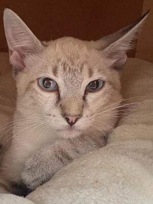 Arena (geb. April 26) - Siam-Mix, Siam-Mix - Katze