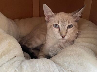 Arena (geb. April 26) - Siam-Mix, Siam-Mix - Katze