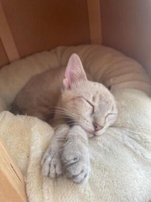 Arena (geb. April 26) - Siam-Mix, Siam-Mix - Katze