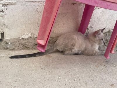 Arena (geb. April 26) - Siam-Mix, Siam-Mix - Katze