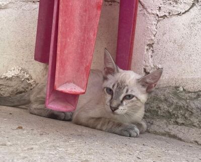 Arena (geb. April 26) - Siam-Mix, Siam-Mix - Katze