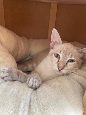 Arena (geb. April 26) - Siam-Mix, Siam-Mix - Katze