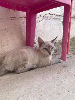 Arena (geb. April 26) - Siam-Mix, Siam-Mix - Katze