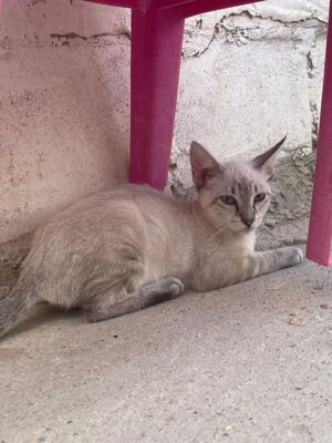 Arena (geb. April 26) - Siam-Mix, Siam-Mix - Katze