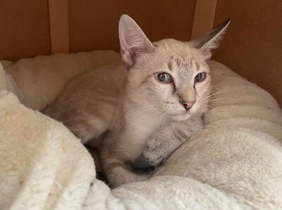 Arena (geb. April 26) - Siam-Mix, Siam-Mix - Katze