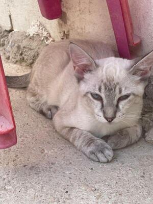 Arena (geb. April 26) - Siam-Mix, Siam-Mix - Katze