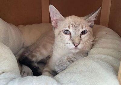 Arena (geb. April 26) - Siam-Mix, Siam-Mix - Katze