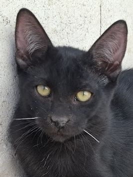 Ares, Europäisch Kurzhaar - Kater