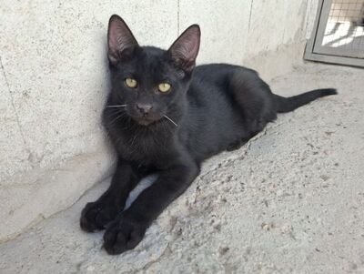 Ares, Europäisch Kurzhaar - Kater