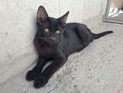 Ares, Europäisch Kurzhaar - Kater
