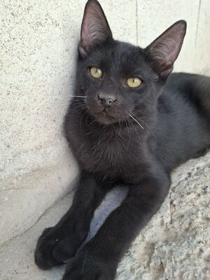 Ares, Europäisch Kurzhaar - Kater