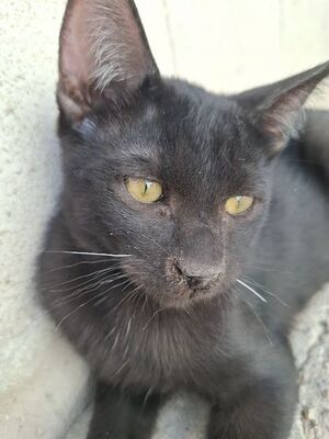 Ares, Europäisch Kurzhaar - Kater