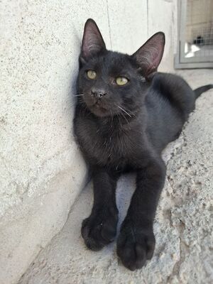 Ares, Europäisch Kurzhaar - Kater