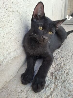 Ares, Europäisch Kurzhaar - Kater