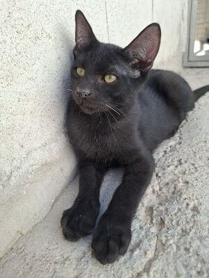 Ares, Europäisch Kurzhaar - Kater