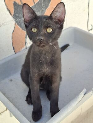 Ares, Europäisch Kurzhaar - Kater