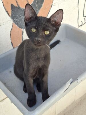Ares, Europäisch Kurzhaar - Kater