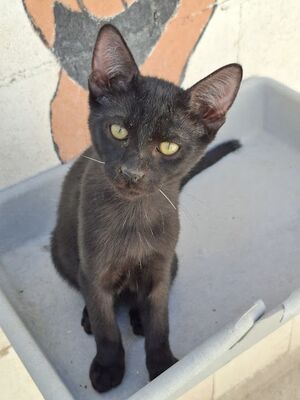 Ares, Europäisch Kurzhaar - Kater