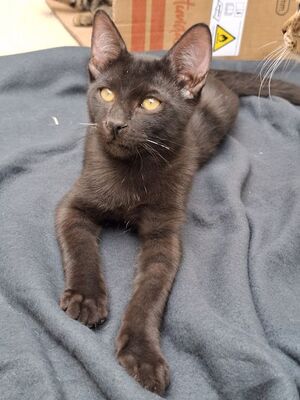 Ares, Europäisch Kurzhaar - Kater