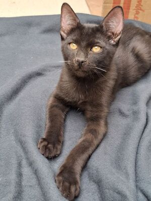 Ares, Europäisch Kurzhaar - Kater