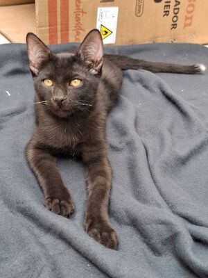Ares, Europäisch Kurzhaar - Kater