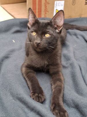 Ares, Europäisch Kurzhaar - Kater