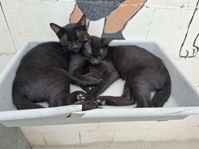 Ares, Europäisch Kurzhaar - Kater
