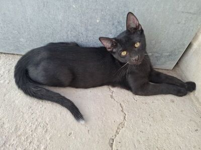 Ares, Europäisch Kurzhaar - Kater