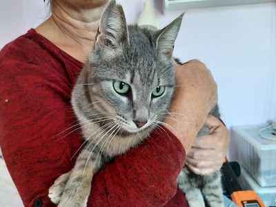 Arian - Freundlicher Kater ca. 4 Jahre, Mischling - Kater