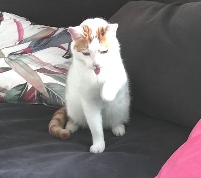 Ariel, rot-weiß gefleckt - Kater