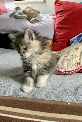 Arielle, Maine Coon Jungtier - Katze