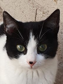 Artemisa, Europäisch Kurzhaar - Katze