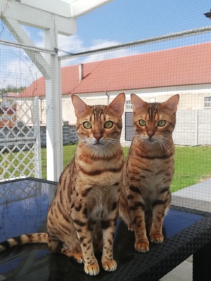 Ashanty&Leonardo, Bengalkatze - Kater 1