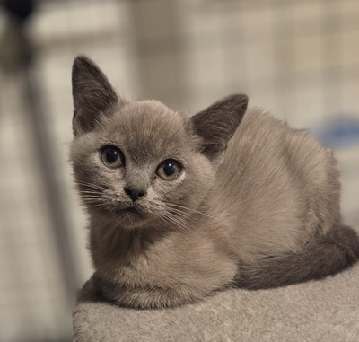 Asian shorthair, Asiatisch Jungtier - Kater